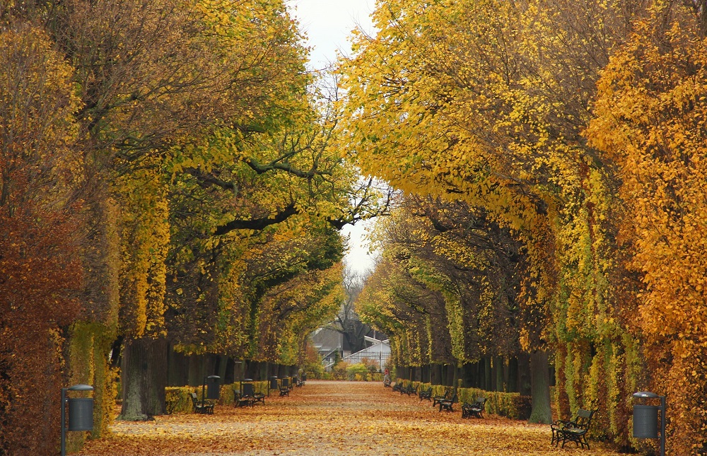 Otoño en Viena.jpg
