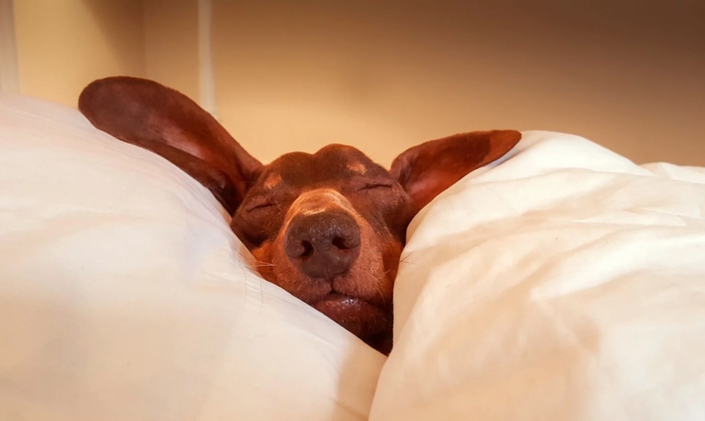 ¡Sweet dreams! Los gadgets que necesitas para librarte del insomnio