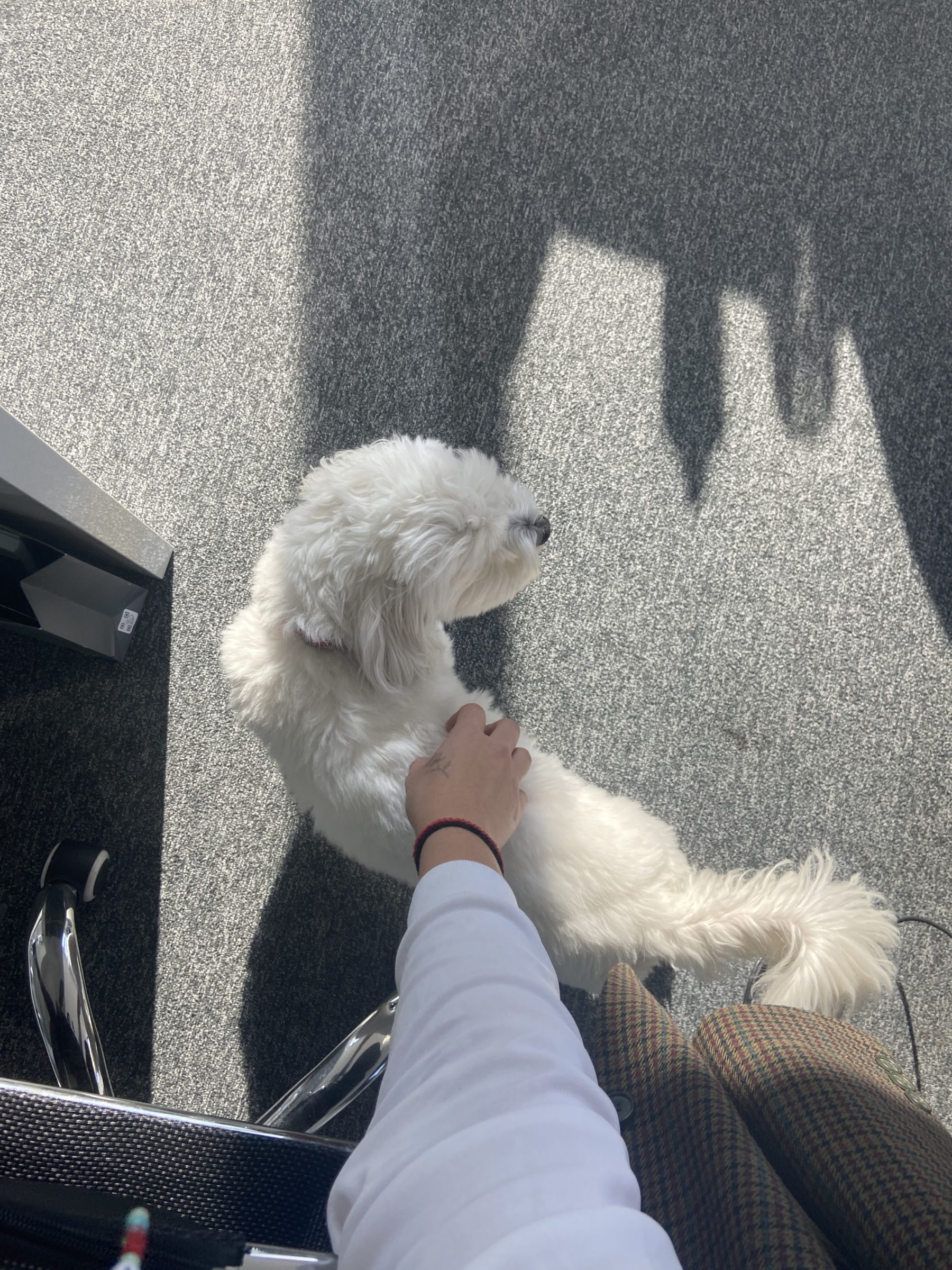viajar mascotas