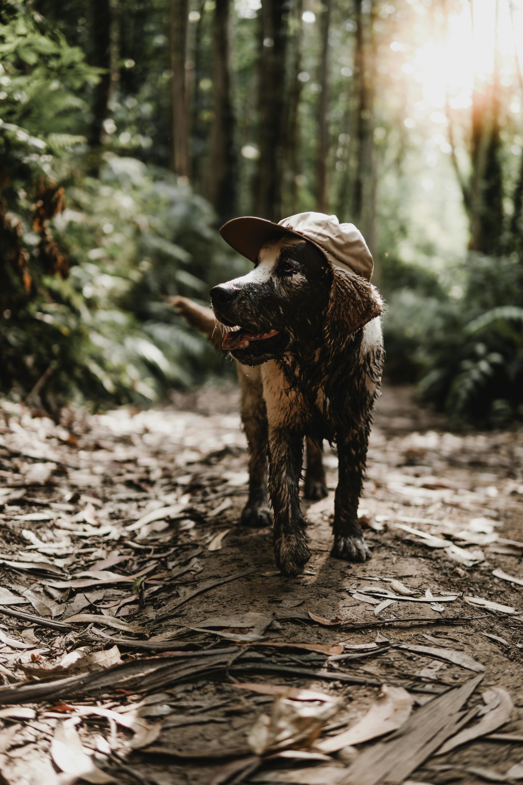 viajar mascotas