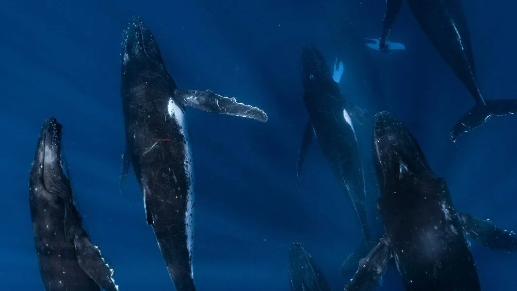 Dos Mares: música, ballenas y conciencia en el corazón del océano