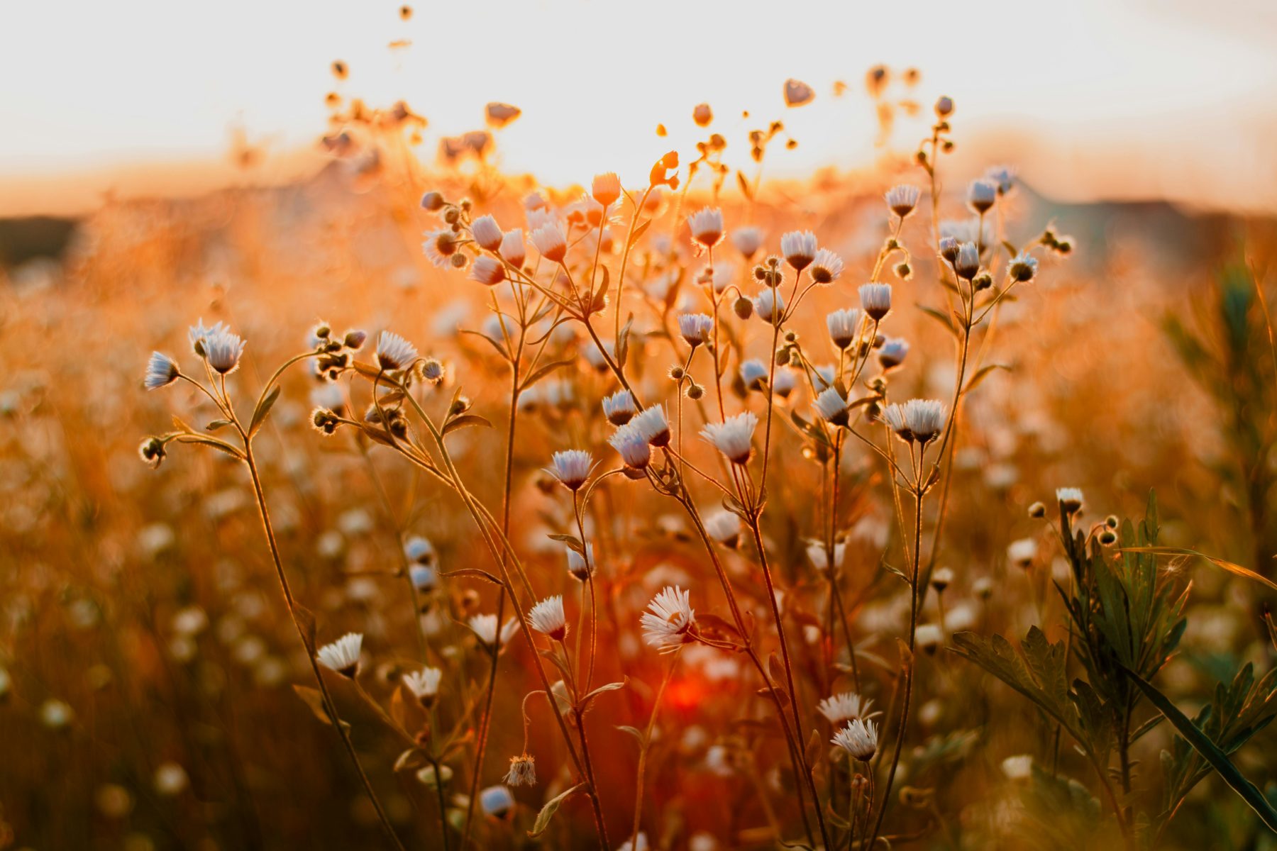 Primavera: destinos donde las flores transforman el paisaje