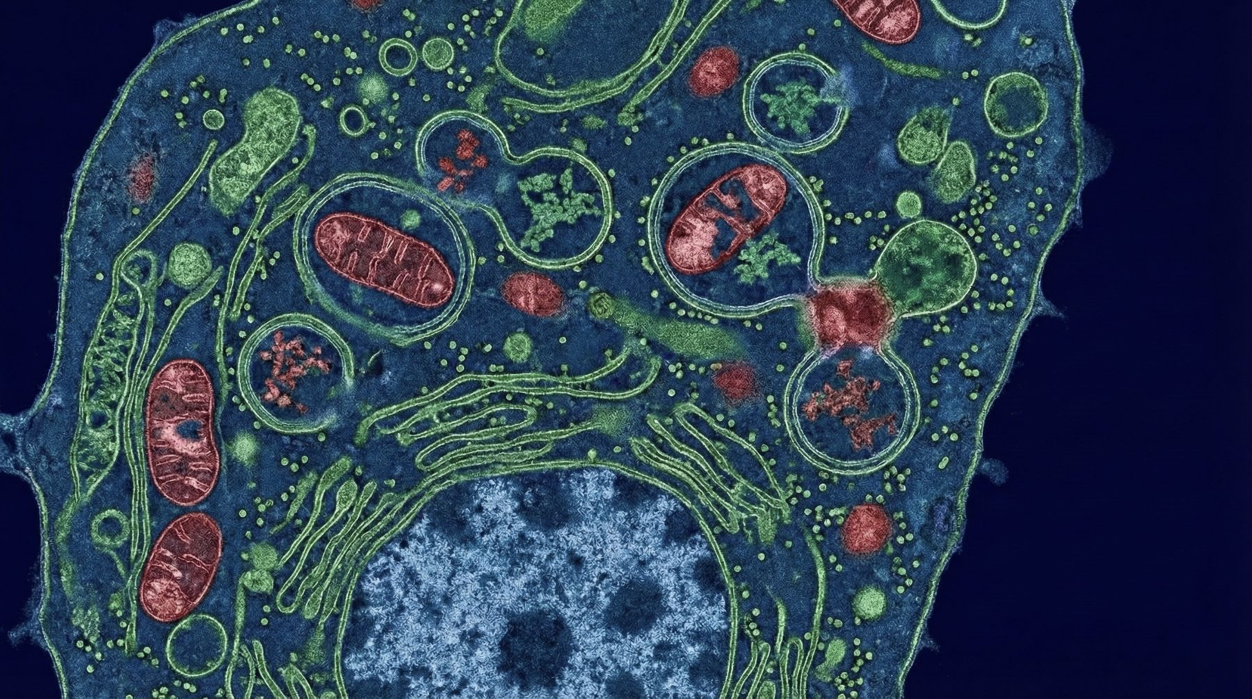 La inteligencia de la pausa: autofagia y renovación celular